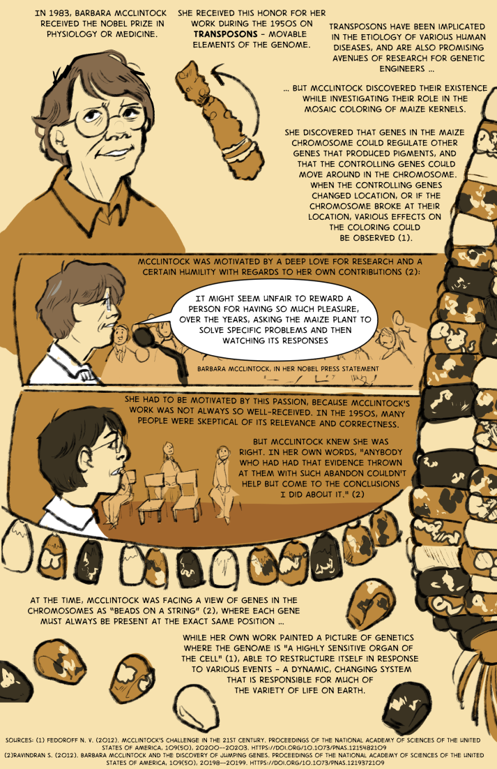 A one-page comic discussing the life and research of Barbara McClintock