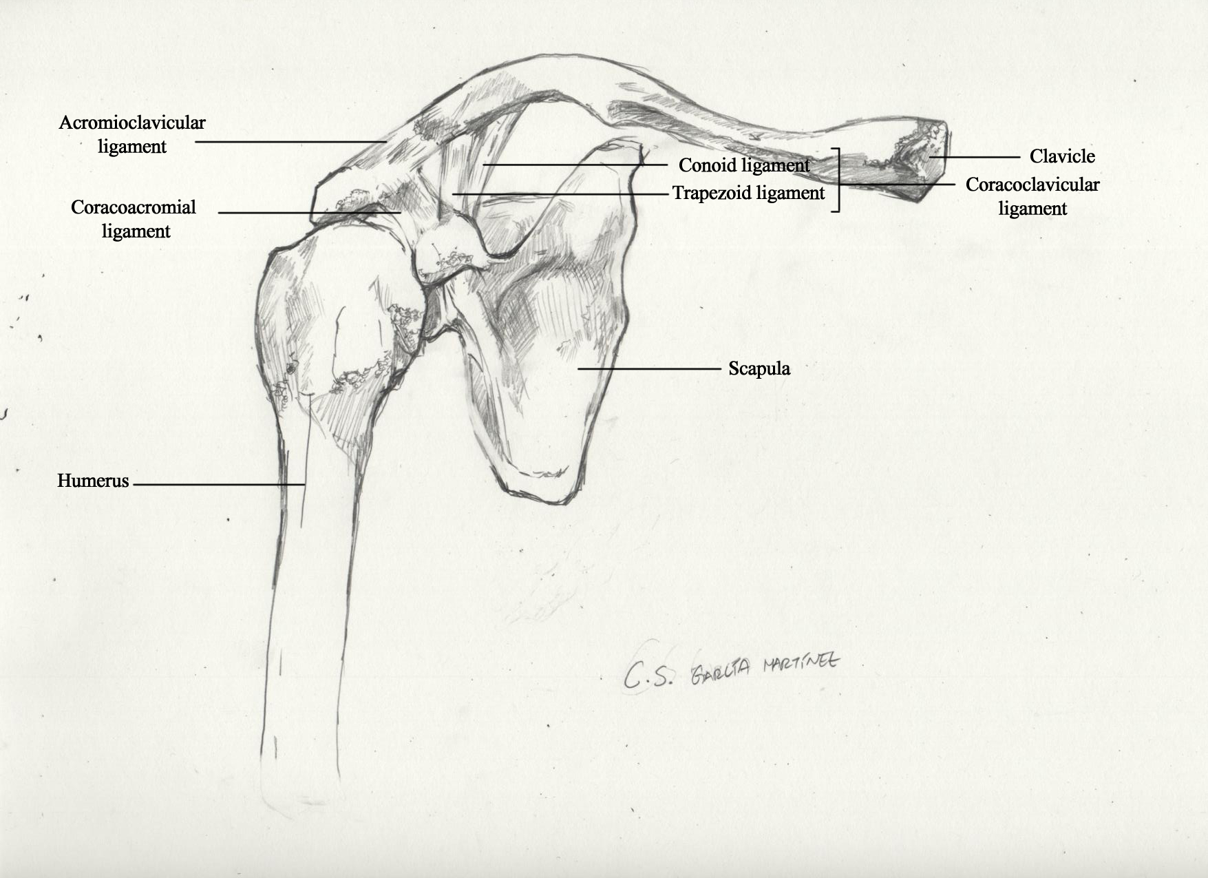 An illustration of the human shoulder girdle. Graphite, 2021.