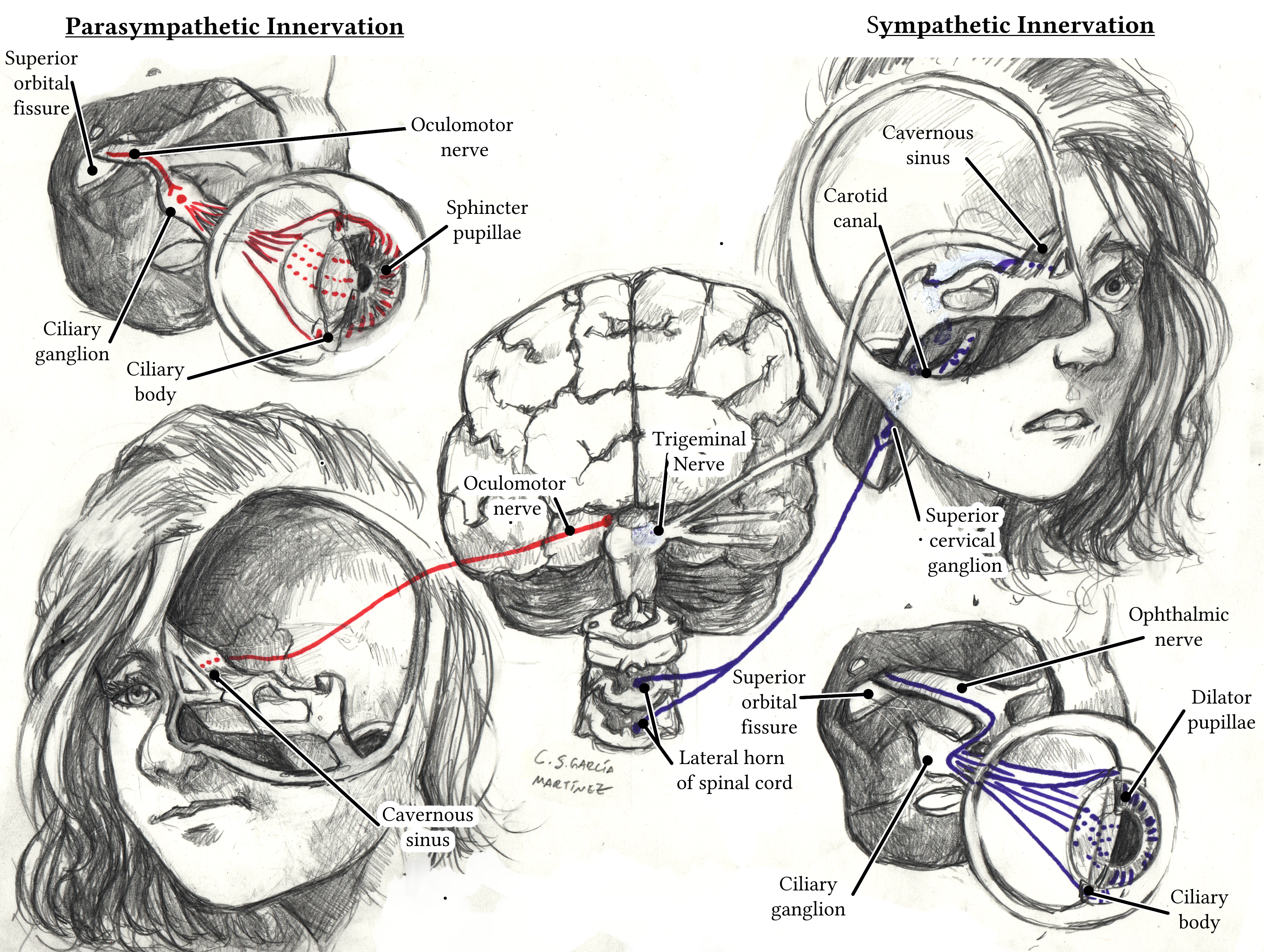 An illustration depicting the sympathetic and parasympathetic innervation of the intraocular muscles. Graphite, 2021.