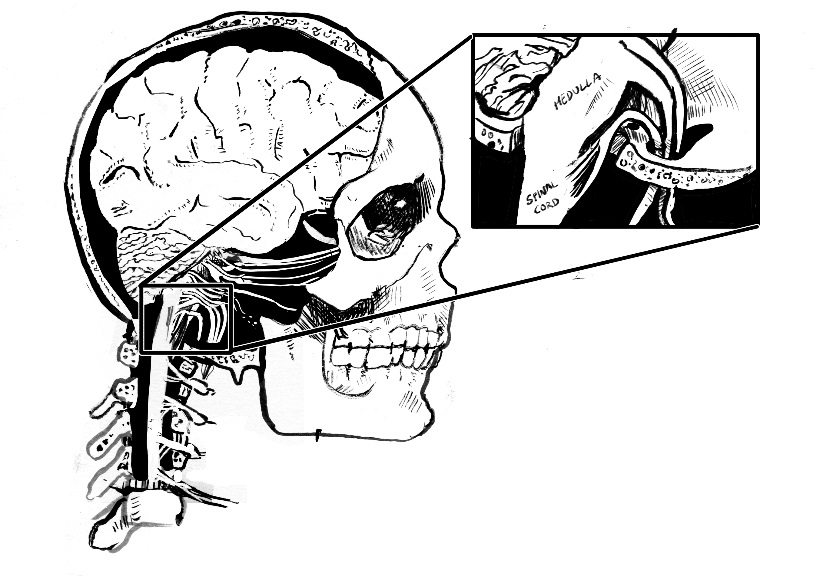 An image depicting the cranial nerves. Brush and ink, 2024.