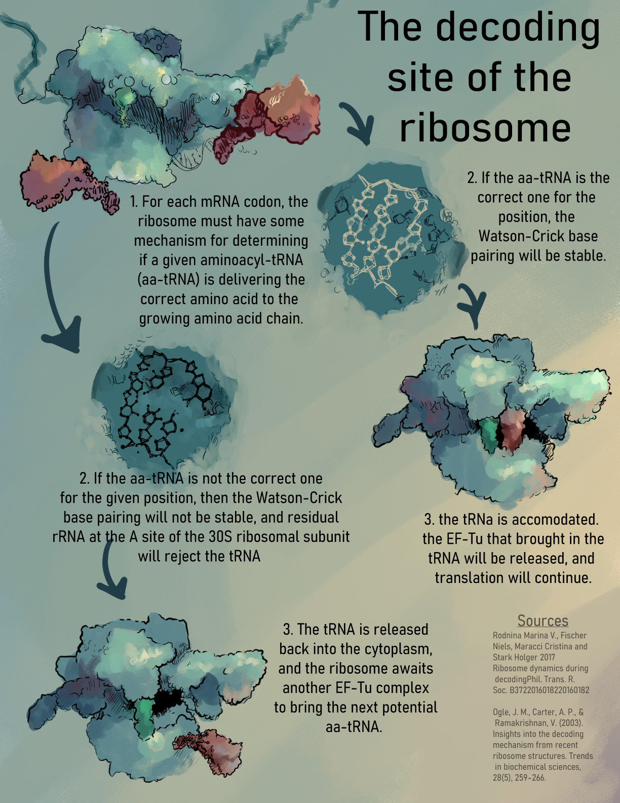 A fairly schematic look at how a ribosome rejects aa-tRNA. Clip Studio Paint, 2022.