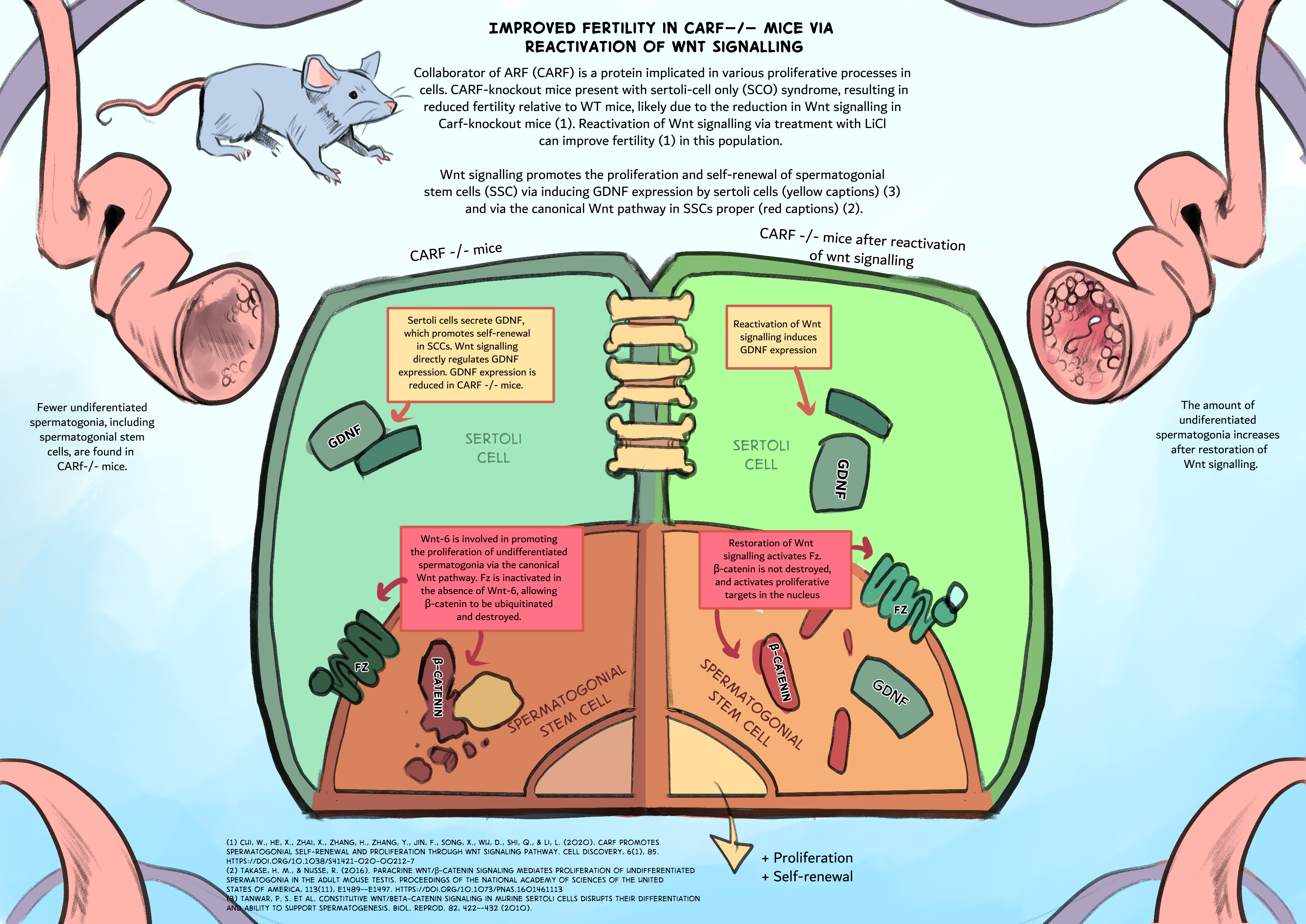 An in-depth look at a potential role that wnt signalling plays in fertility in male mice. Clip Studio Paint, 2022.