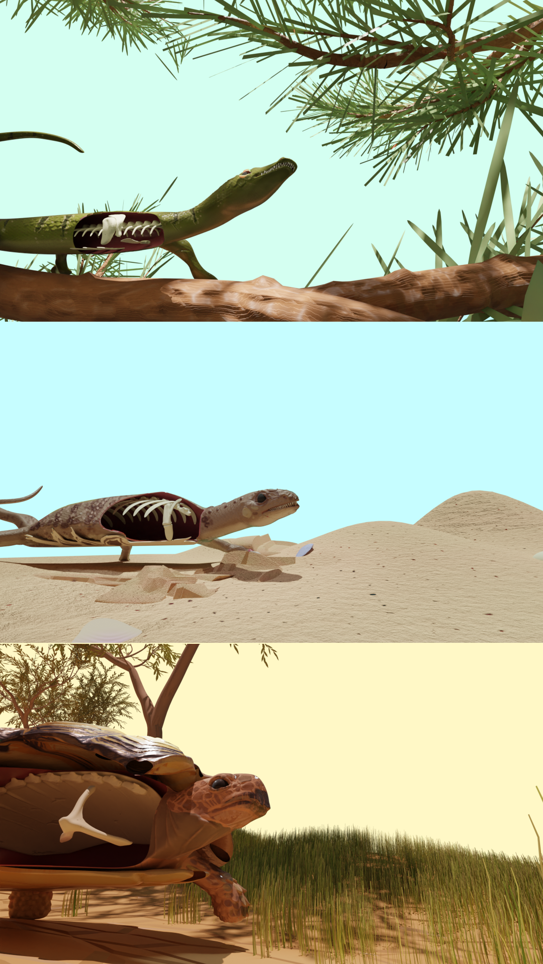 Images created for a poster on the evolution of the shoulder girdle of turtles. Blender and zBrush, 2023.